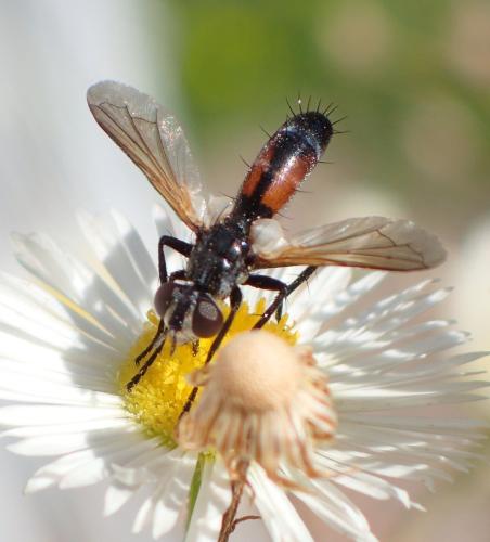 Réf. 329 466 : Cylindromyia auriceps